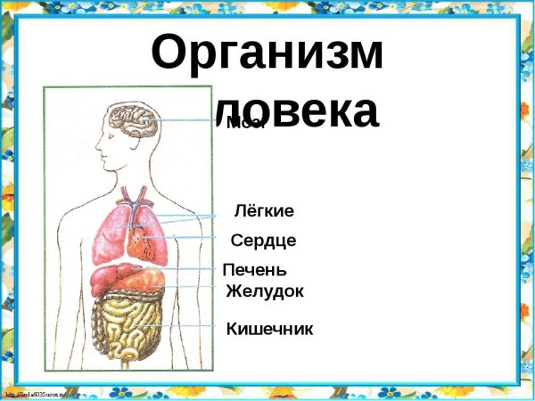 Легкие сердце печень желудок кишечник