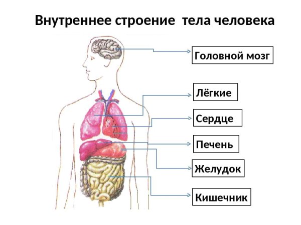 Строение организма человека органы