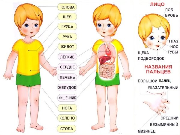 Тело человека для детей