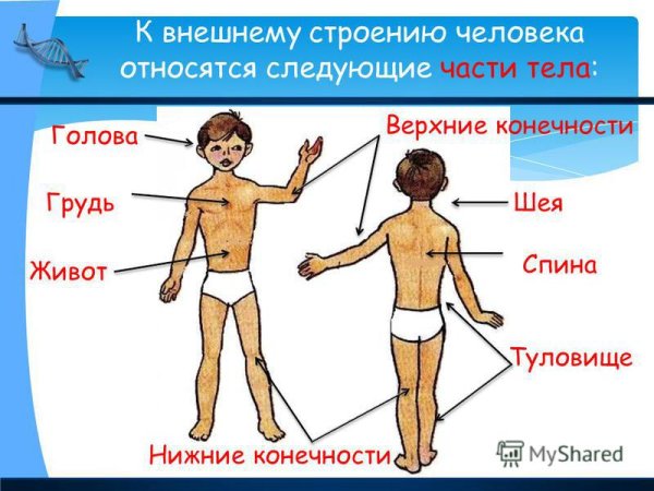 Строение тела человека внешнее строение