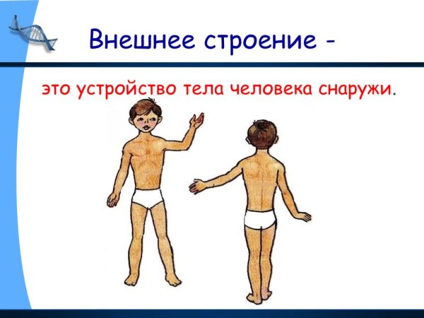 Строение тела человека 2 класс
