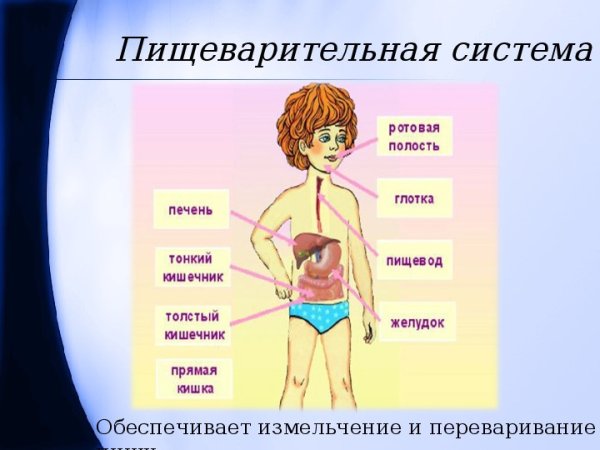 Строение человека окружающий мир