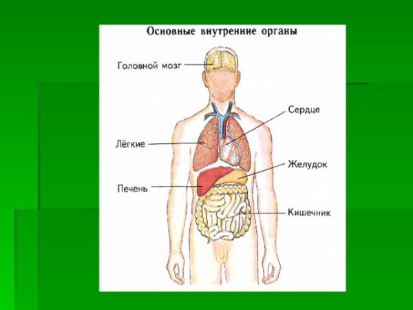 Основные внутренние органы