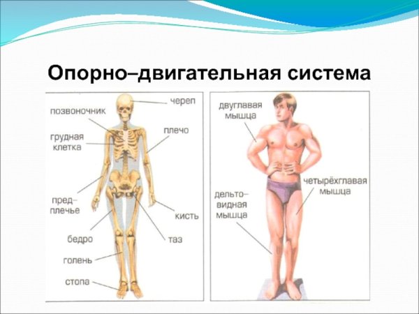Опорно-двигательная система человека 4 класс окружающий