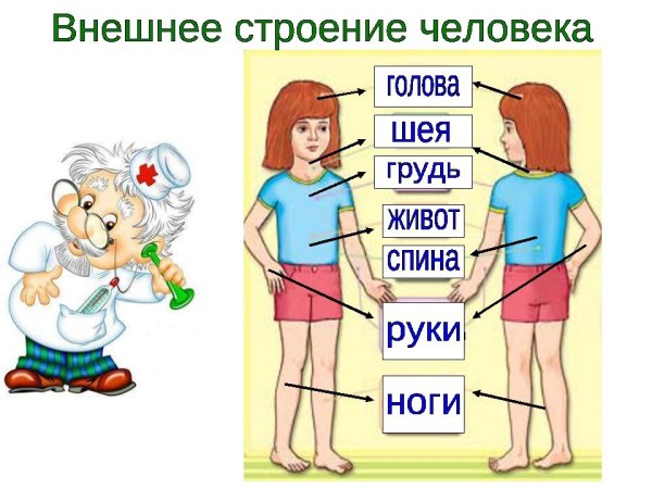 Части тела 2 класс