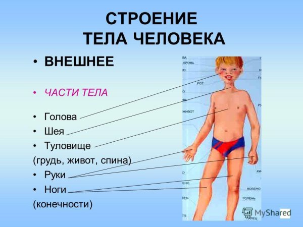 Внешнее строение тела человека