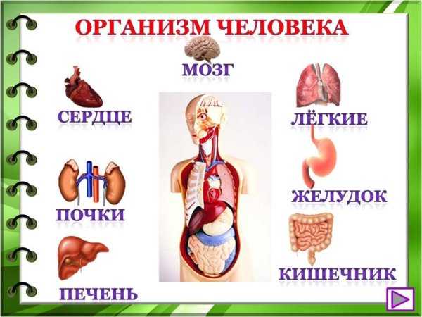 Органы человека окружающий мир
