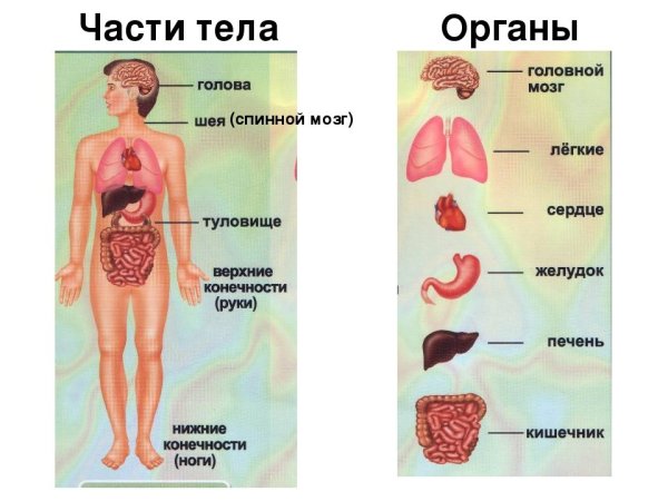 Модель аппликация внутреннее строение тела человека 2 класс