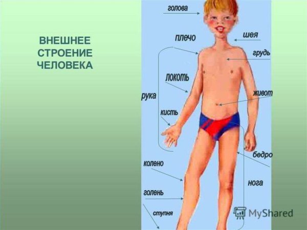 Внешнее строение тела человека