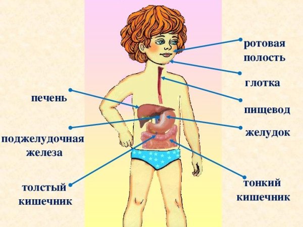 Пищеварительная система человека строение 3 класс
