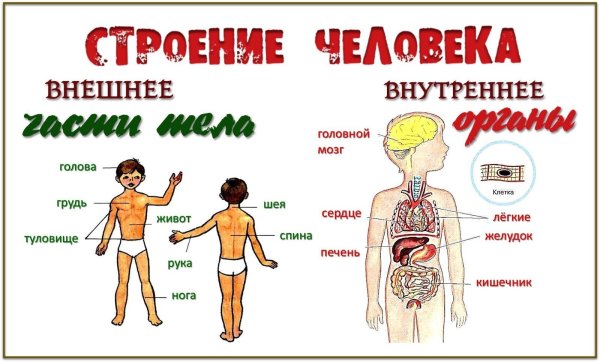 Строение человека части тела внешний и внутри