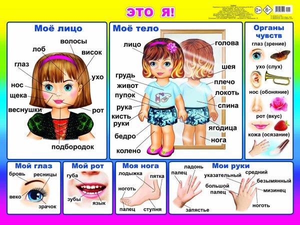 Части тела для дошкольников