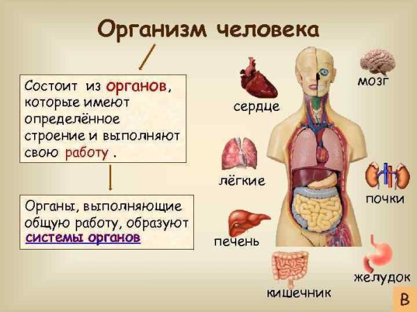 Из чего состоит организм человека 3 класс окружающий мир