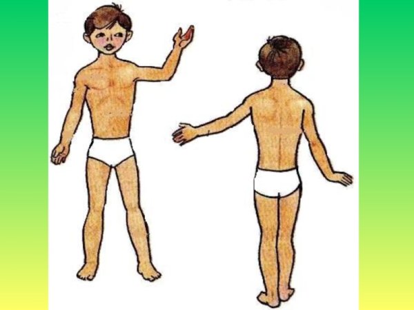 Внешнее строение человека для детей