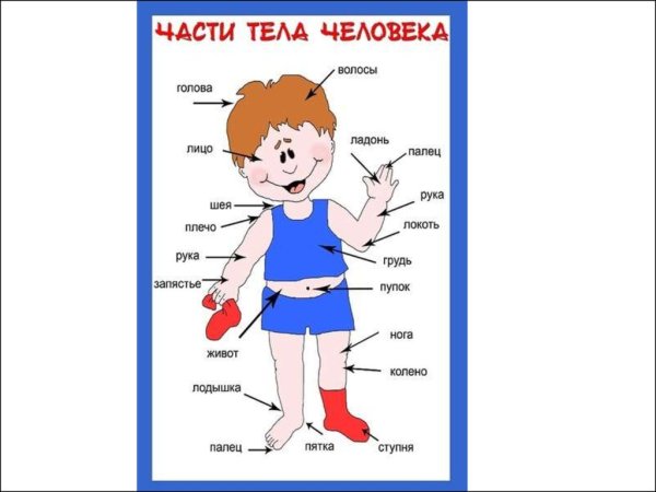 Строение человека части тела