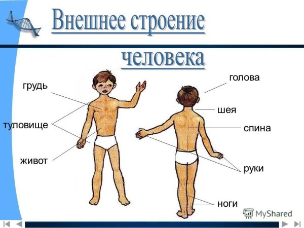 Строение человека части тела
