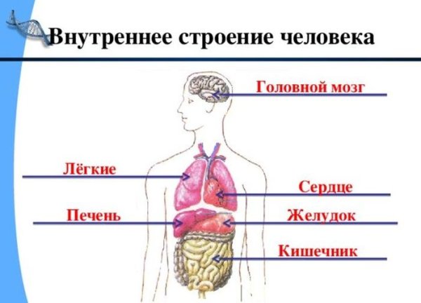 Органы человека схема 3 класс