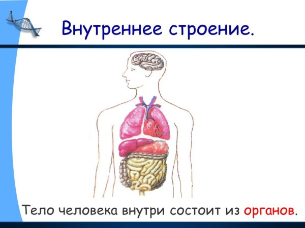 Организм человека схема 3 класс окружающий мир