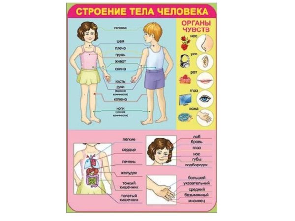 Тело человека для дошкольников