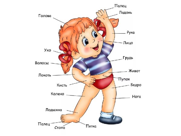Части тела для детей