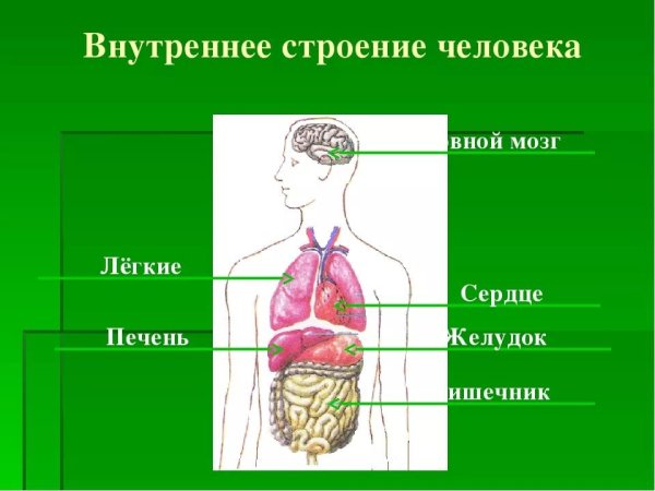 Строение человека