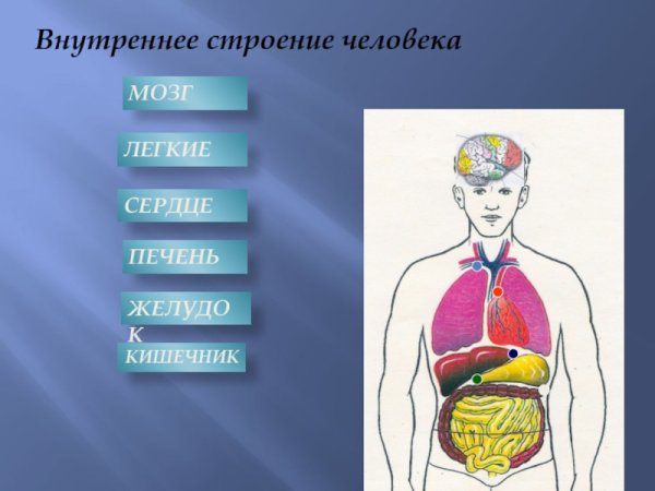 Внутренне строение человека