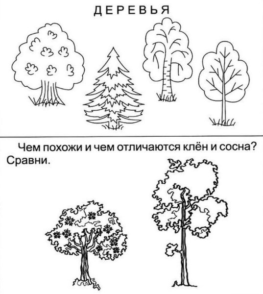Деревья и кустарники задания для дошкольников