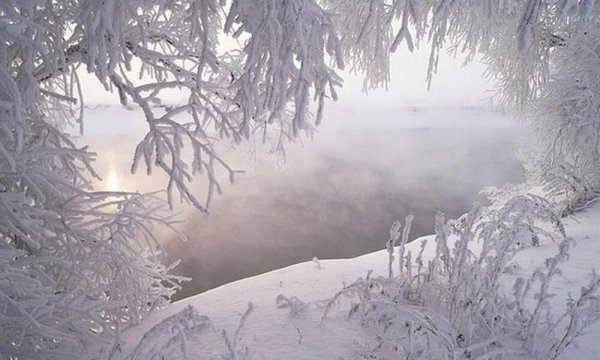 Снежный лес в тумане