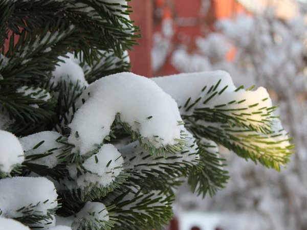 Ель в снегу