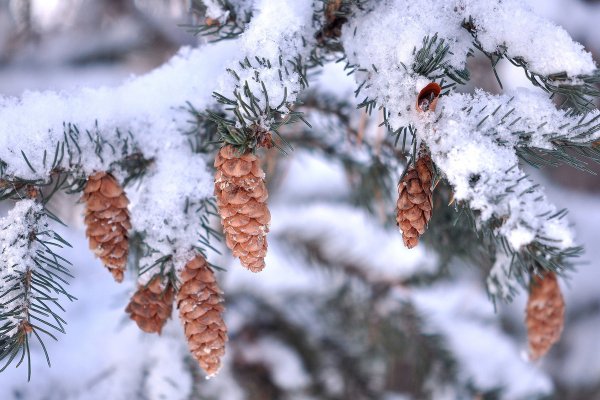 Зимняя веточка