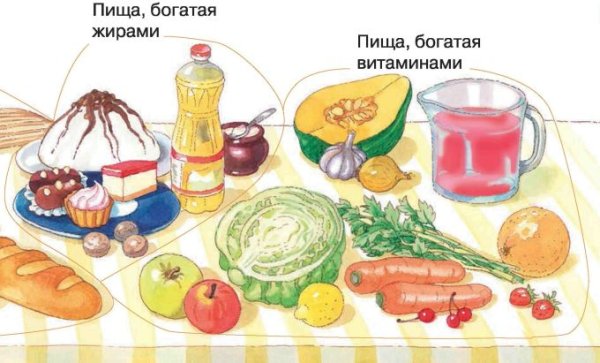 Проект из чего состоит наша пища