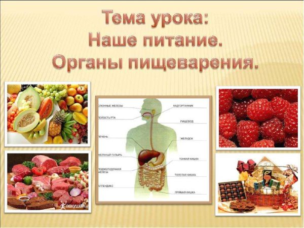 Проект на тему наше питание