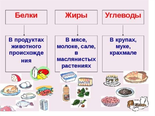 Проект про белки жиры углеводы 3 класс