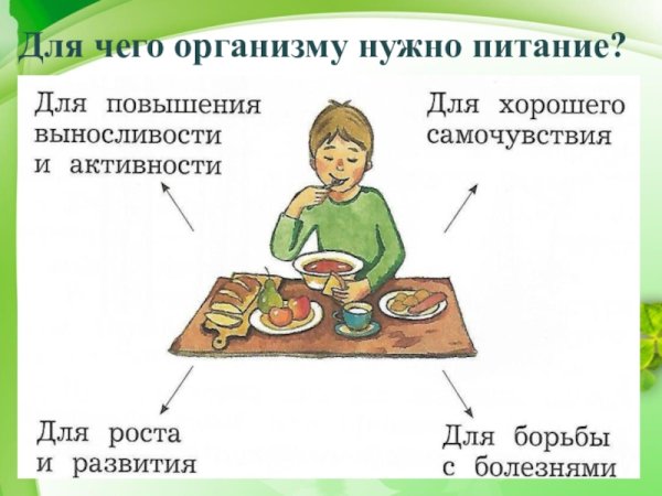 Для чего нужно питаться