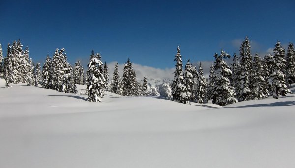 Зима в лесу