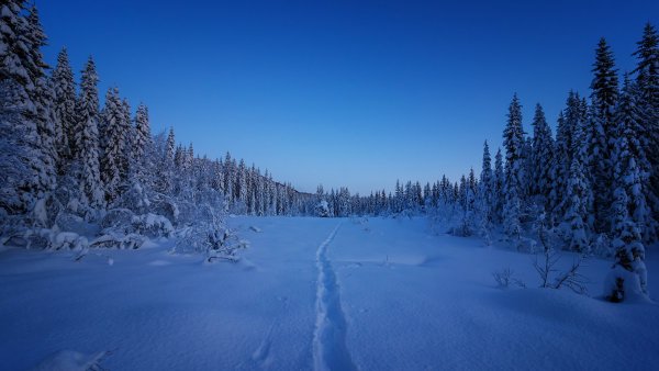 Снежная Поляна в лесу