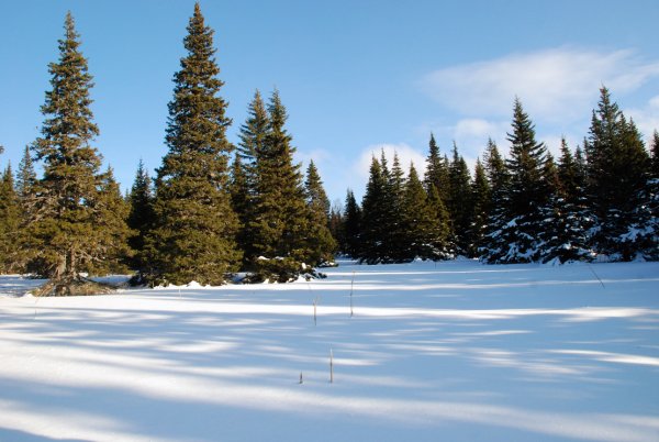 Зимняя Полянка