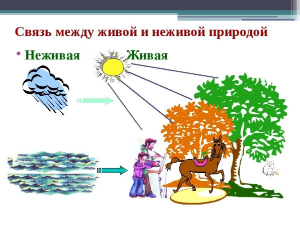 Схема связи живой и неживой природы 2 класс