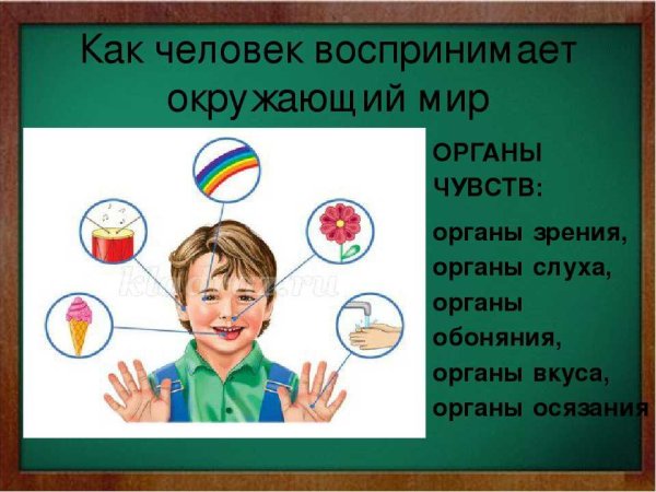 Человек воспринимает мир
