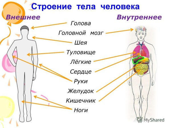 Внешнее и внутреннее строение тела человека