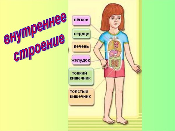 Строение тела человека 2 класс