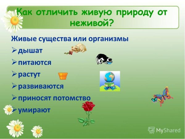 Живые и неживые существа в природе