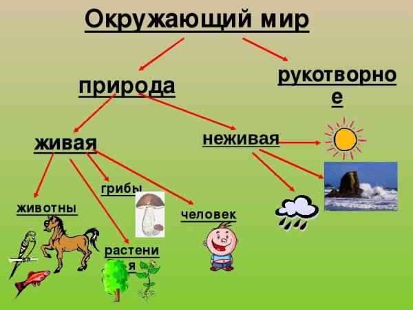 Живая неживая природа и рукотворный мир