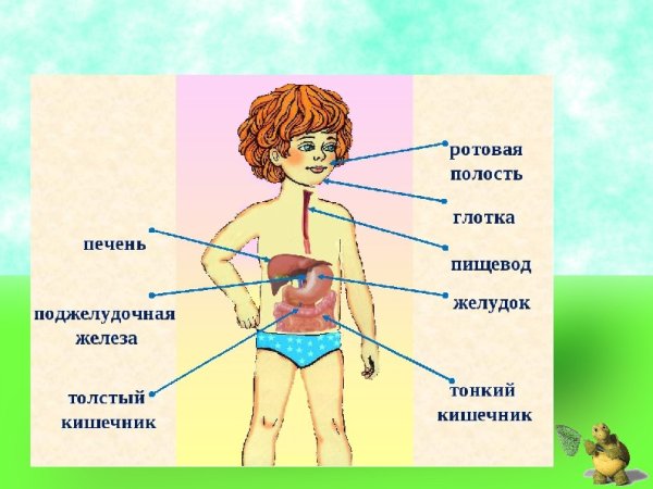 Органы пищеварительной системы 3 класс окружающий