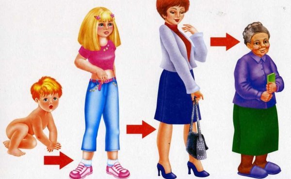 Как растет человек для детей