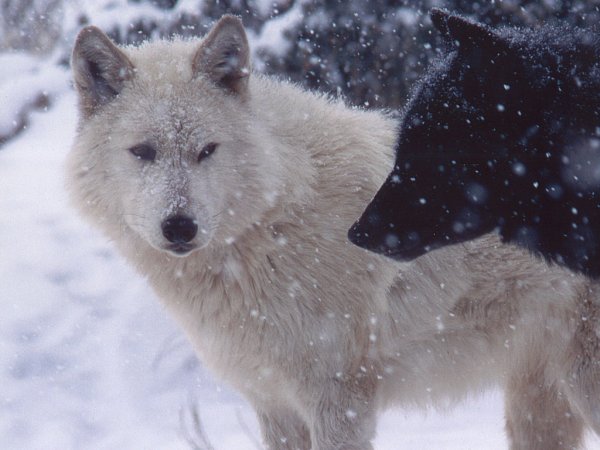 Волки красивые снег волчата