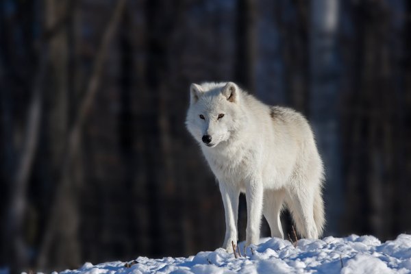 Arctic Wolf (Арктический волк)
