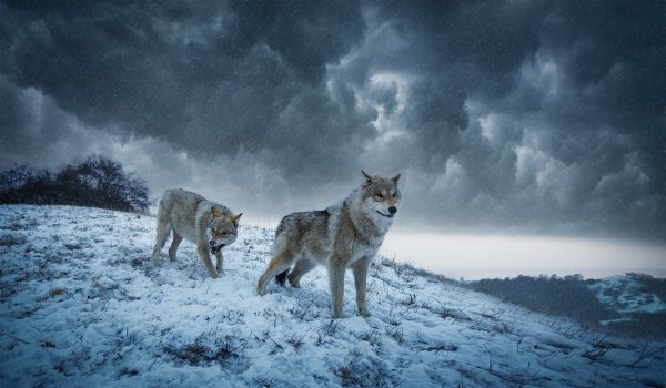 Снежный волк