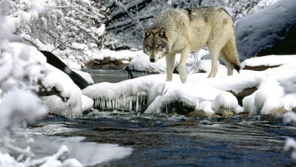 Дикие звери