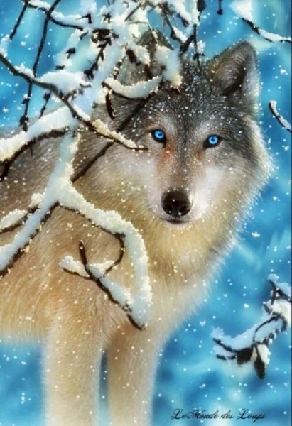 Красивый волк